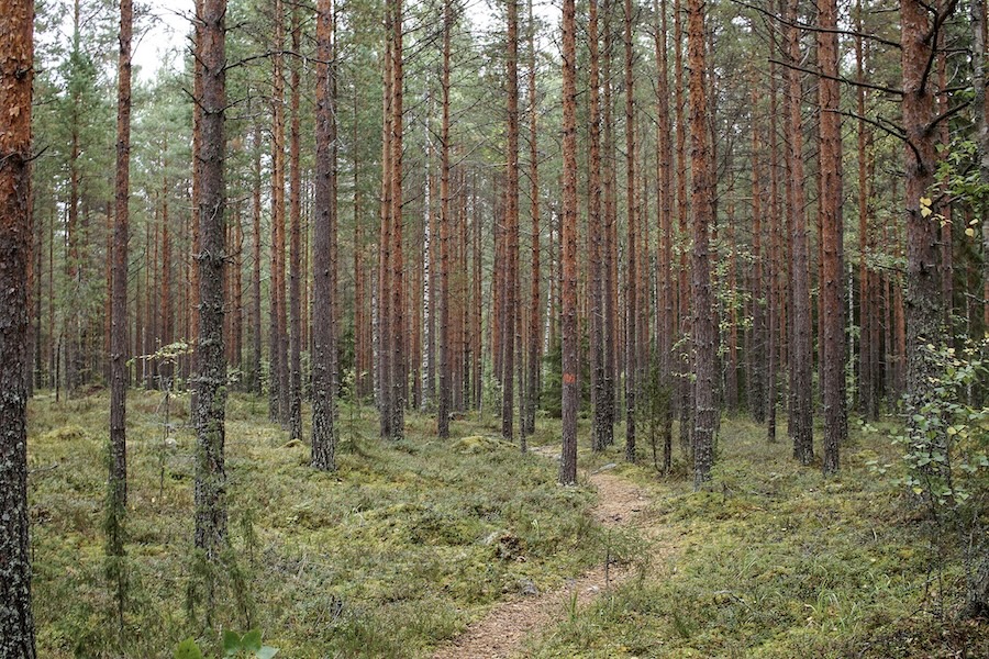 Hiking end Päijätsalo luontopolku.