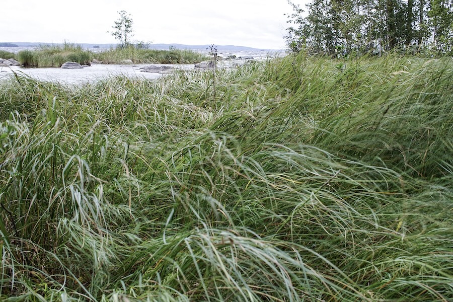 Hiking grass Päijätsalo.