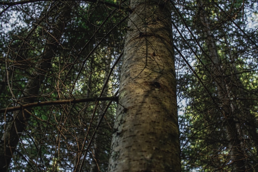 Hiking japanese pine mustila.