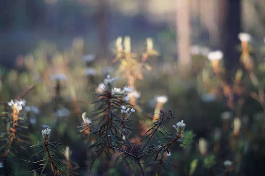 Hiking labrador tea heisanharju. Swamp.
