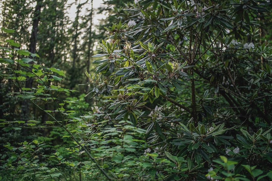 Hiking mustila arboretum.