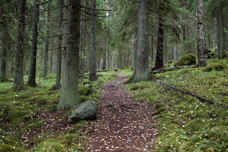 Hiking trail Päijätsalon luontopolku.