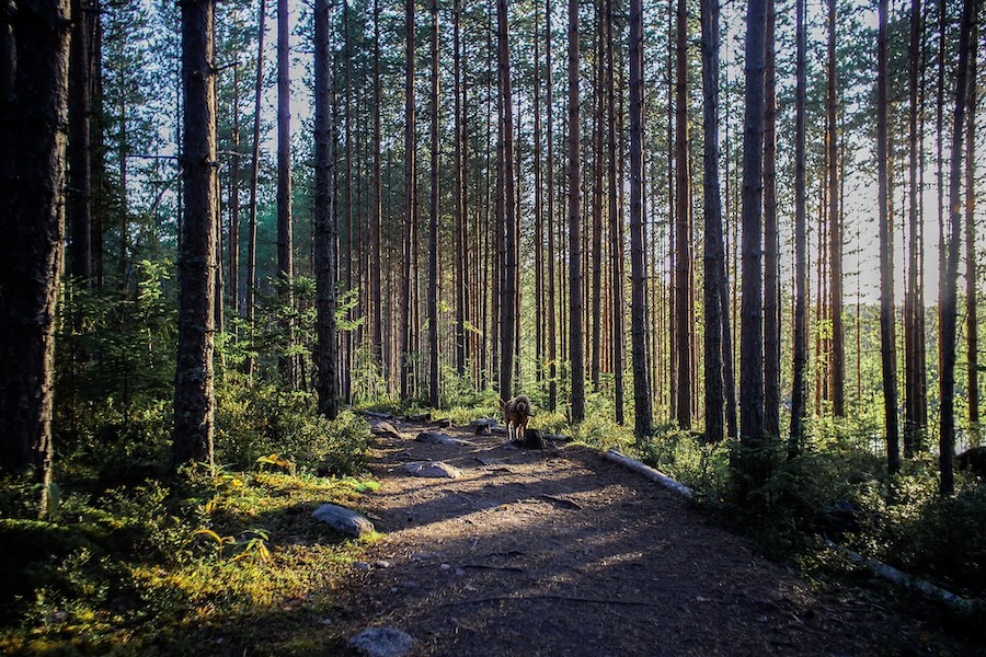 Hiking trail repovesi.