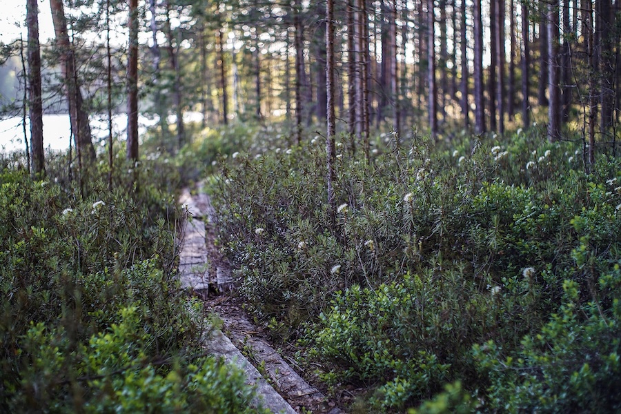 Hiking wooden trail heisanharju.