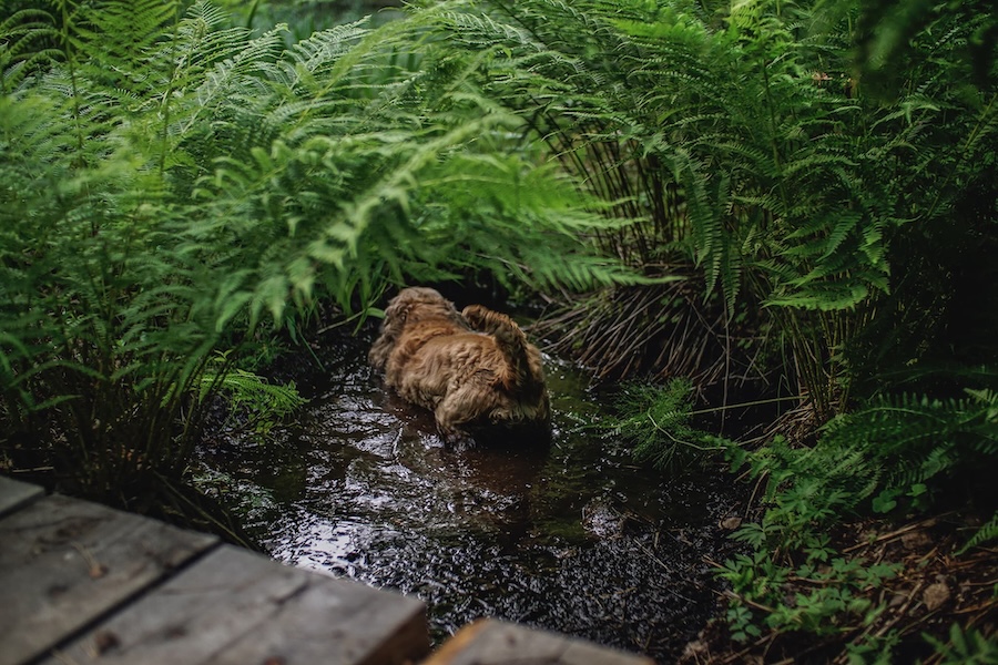 Mustila puddle.